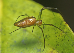 Mesida argentiopunctata