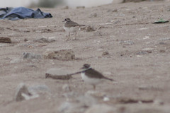 Charadrius vociferus