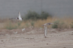Charadrius vociferus