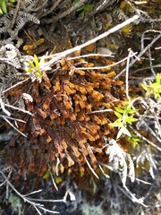 Chandonanthus squarrosus