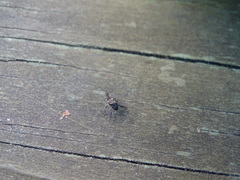 Stephanorhynchus lawsoni