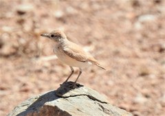 Ammomanopsis grayi