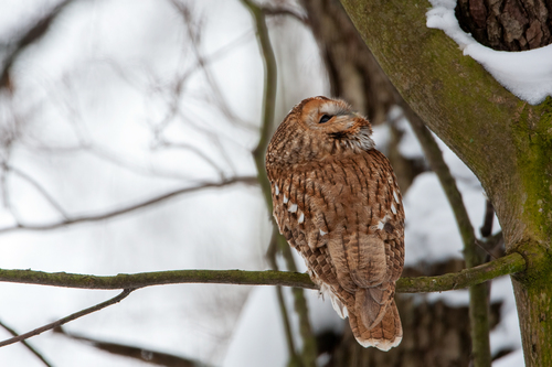 Tawny Owl