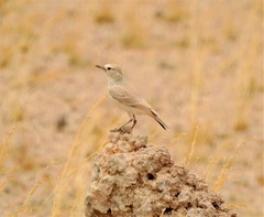 Ammomanopsis grayi