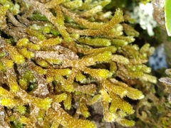 Cladomnion ericoides