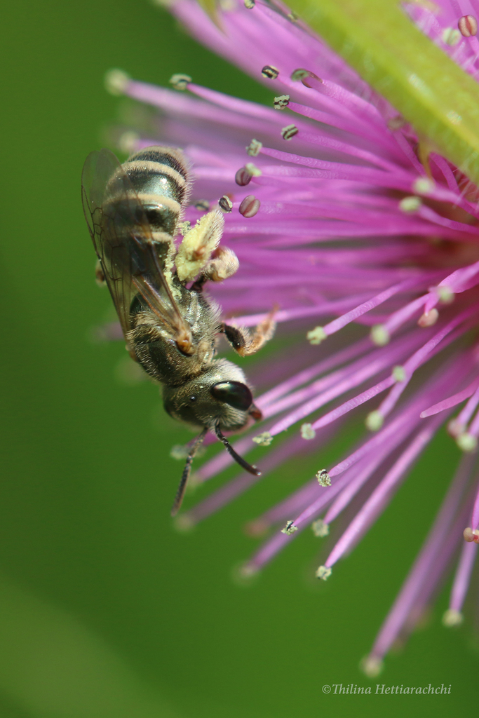 Shining-winged Metallic-Furrow bee