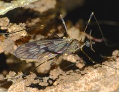 Amphineurus fatuus