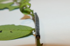 Bastilla solomonensis