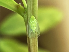 Tropiduchinae