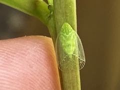 Tropiduchinae