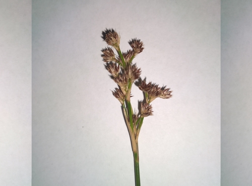Juncus densiflorus (Juncus densiflorus)