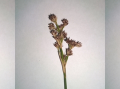 Juncus densiflorus