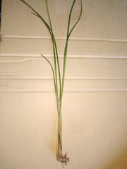 Juncus densiflorus