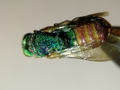 Parnopes grandior