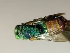 Parnopes grandior