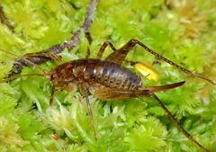 Talitropsis chopardi