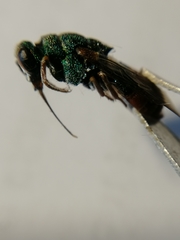 Parnopes grandior