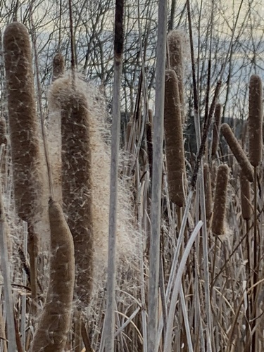 Typha domingensis