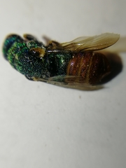 Parnopes grandior