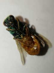 Parnopes grandior