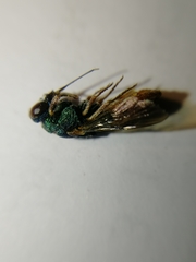 Parnopes grandior
