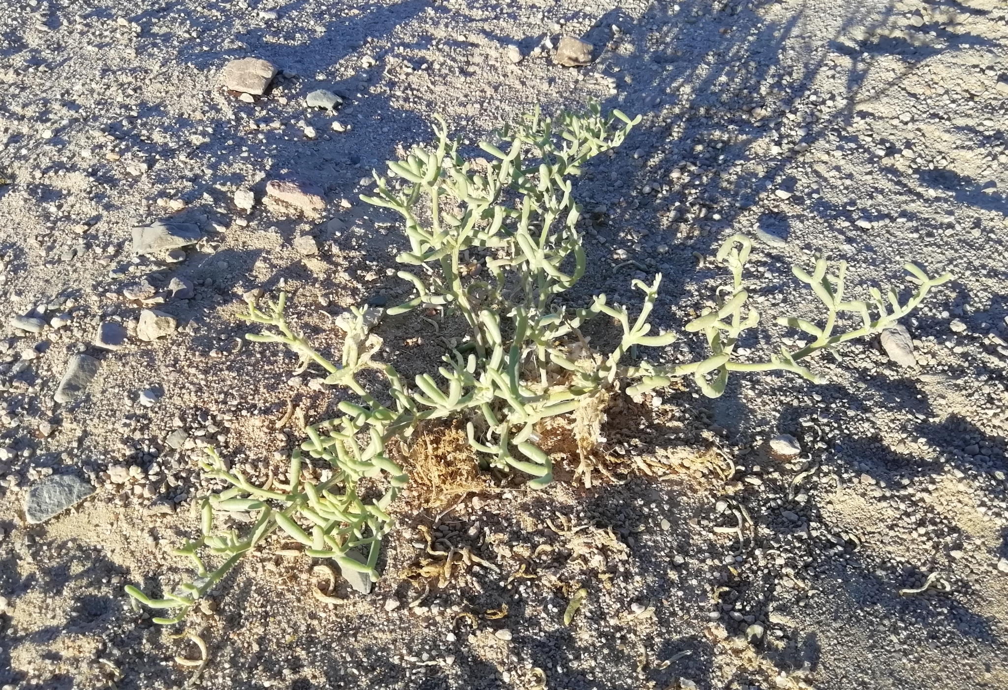 Zygophyllum coccineum L. 2