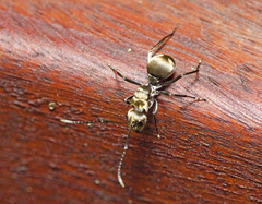Polyrhachis foreli