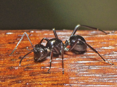 Polyrhachis robsoni