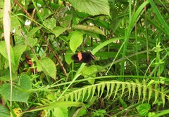 Heliconius melpomene melpomene