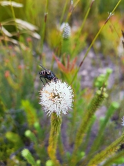 Stilbaceae