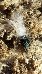 Phidippus boei