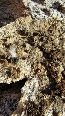 Phidippus boei