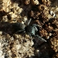 Phidippus boei