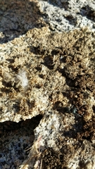 Phidippus boei
