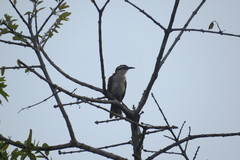 Campylorhynchus chiapensis