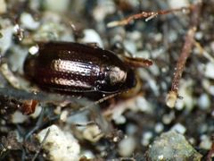 Amarotypus edwardsii