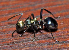 Polyrhachis cleopatra