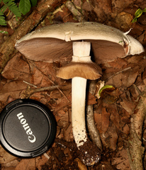 Agaricus subrufescens