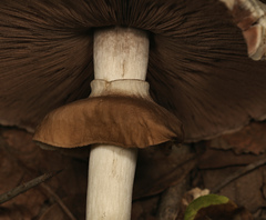 Agaricus subrufescens