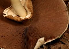 Agaricus subrufescens