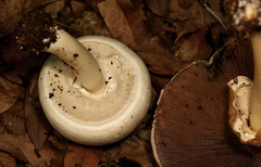 Agaricus subrufescens