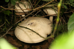 Agaricus subrufescens