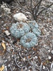 Peyote - Photo (c) gareis, some rights reserved (CC BY-NC), uploaded by gareis