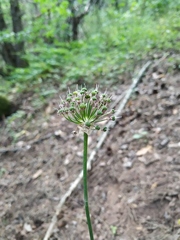 Allium decipiens quercetorum