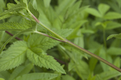 Potentilla cryptotaeniae