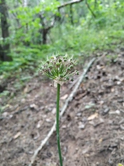 Allium decipiens quercetorum