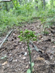 Allium decipiens quercetorum