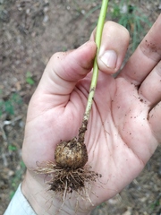 Allium decipiens quercetorum