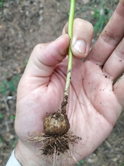 Allium decipiens quercetorum