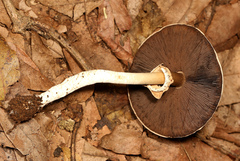 Agaricus semotus